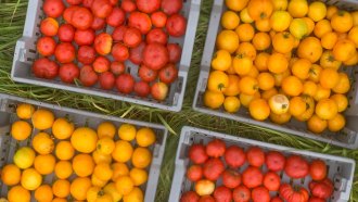 An overhead image of tomatoes in four crates.