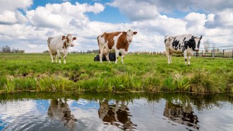 A photo of three cows standing in a grassy field behind a small body of water where their reflections are seen.