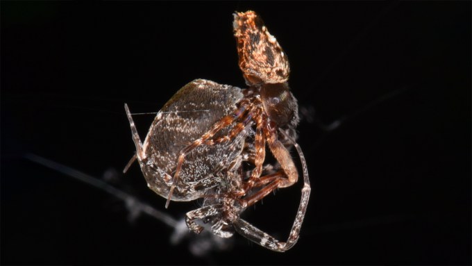 image of male and female orb spiders mating