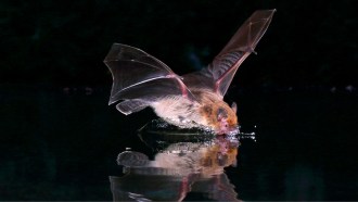 A photo of a bat flying over top a body of water and dipping its mouth in.