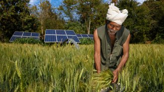 a photo of an Indian farmer in a field harvesting rice. There are solar panels behind him.