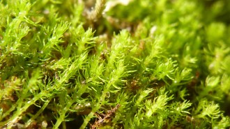 A photo of green moss.