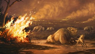An illustration of an adult ancient bison and calf attempting to escape a fire while other bison are seen running in the background.
