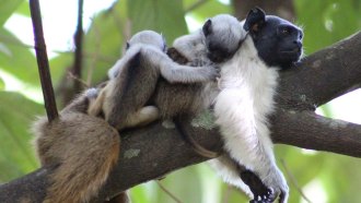 A photo of two baby pied tamarins lying on the back of an adult pied tamarin in a tree.