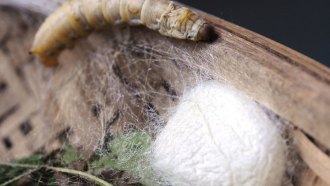 A photo of a silk worm next to a large collection of silk strands.