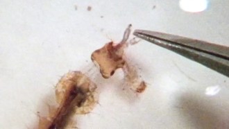 a mosquito larva lunging to eat a different mosquito, with tweezers shown to show the tiny size of the insects