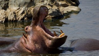 A photo of a hippo's head popping out of the water with its mouth wide open.