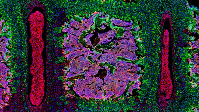 An image of newly discovered stem cells shown in green.