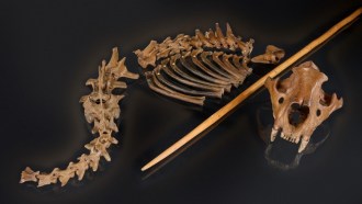 A partial skeleton of a cave lion lays on a dark surface. A spear replica lies between the skull and vertebrae.
