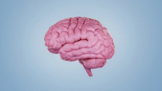 a pink brain model on a blue background