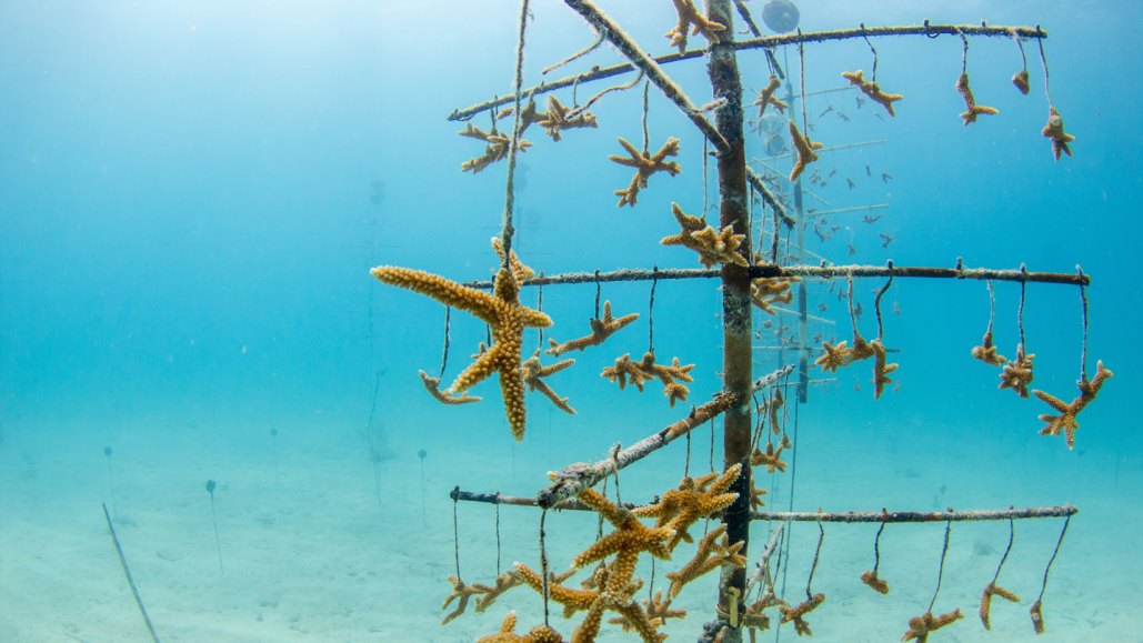 an underwater nursery made of metal bars in a tree-like shape holds pieces of corals on strings