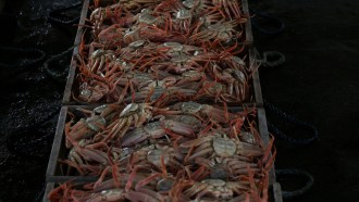 A photo of freshly caught snow crabs packed into boxes on the deck of a ship.