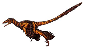 An illustration of the nonavian dinosaur Sinornithosaurus seen running in profile on a white background.