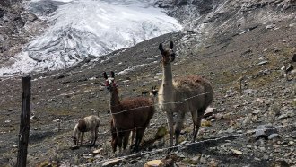 A photo of three llamas standing on a rocky surface with a glacier visible in the background.