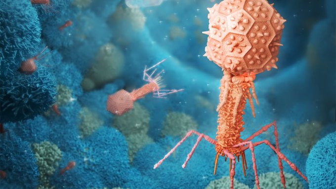 An illustration of orange bacteriophages interacting with green and blue mammalian cells.