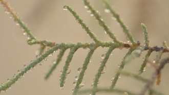 A photo of the leaves of a Athel tamarisk coated in condensation.