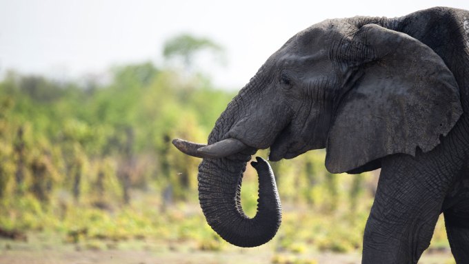 A photo of a gray African elephant seen in profile as it walks.