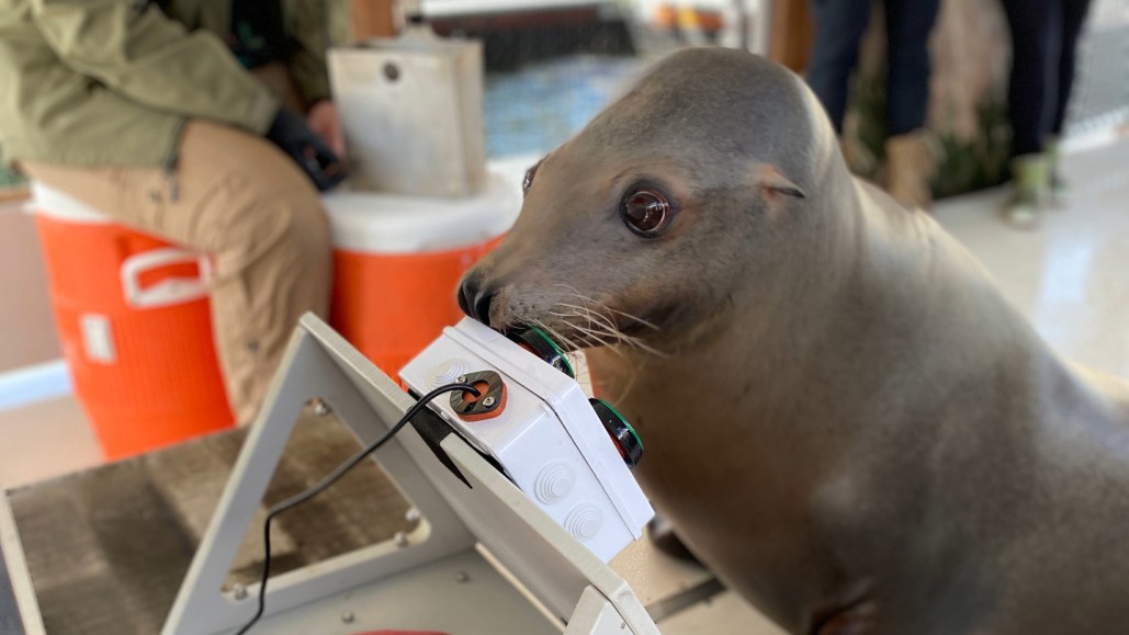 Sea lion playing a video game