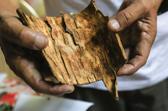 Bark of the cinchona tree use to derive quinine