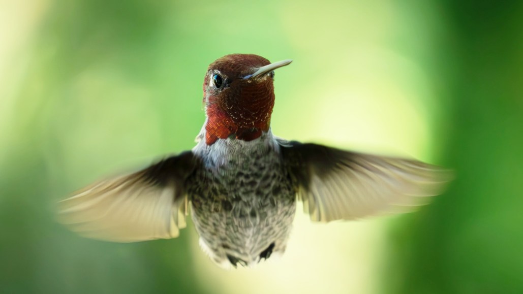 A red-headed hummingbird hovers in the air in front of blurred foliage