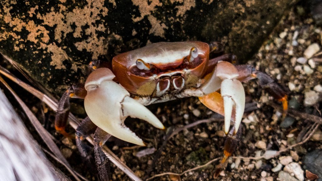A photo of a land crab in the Cook Islands