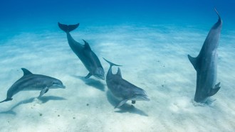 dolphins near sandy ocean bottom