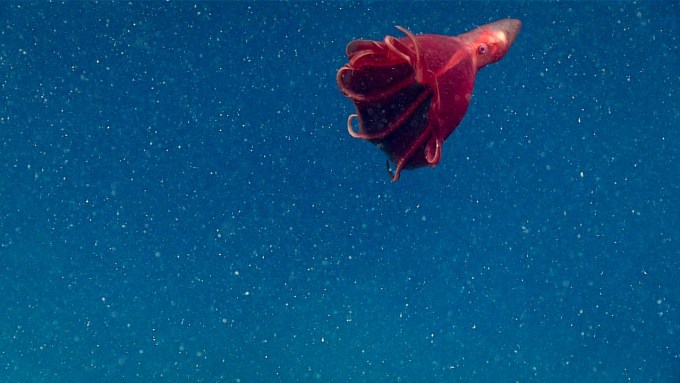 Flakes of marine snow fall in the ocean surrounding a dumbo octopus.