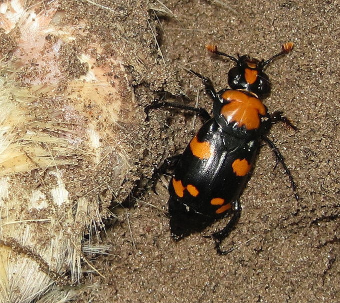 A black and red beetle stands on top of dirt.