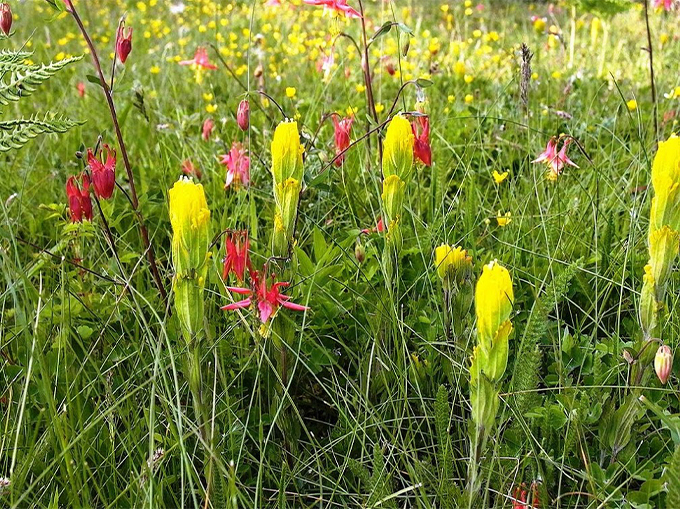 Bright yellow flowers shaped like a bushy paintbrush grow among grasses and other wildflowers.