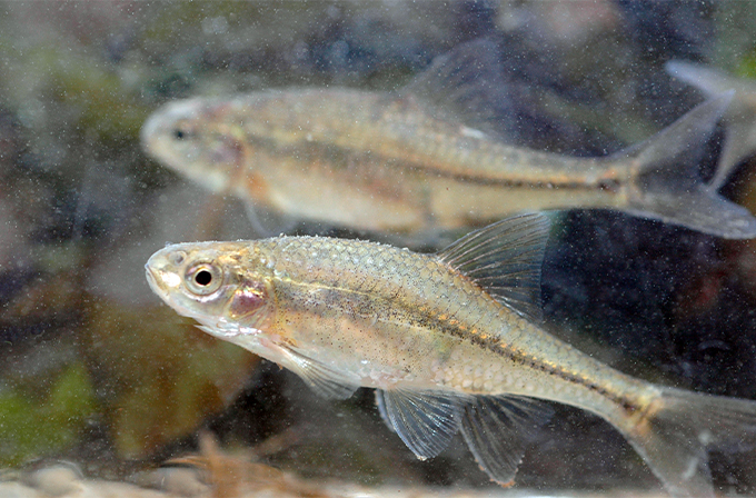Two silvery fish swimming.