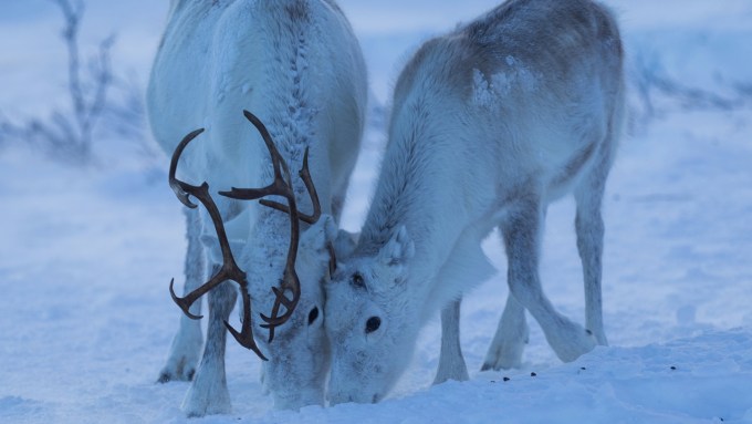 Two reindeer forage for food on the snowy ground.