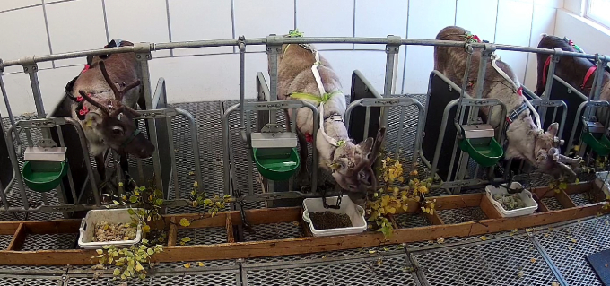 Four reindeer stand in pens eating food as researchers study them.